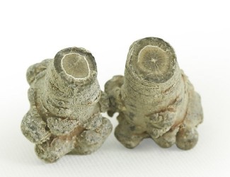 三七的頭數(shù)是什么？