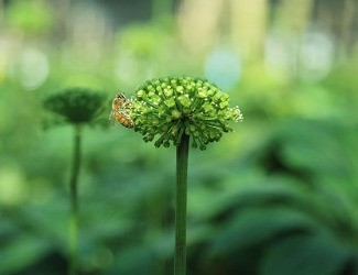 必看！你適合吃三七嗎？