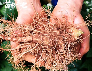 鮮三七和干三七哪個效果好，二者區(qū)別對比