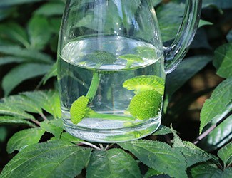 三七怎么吃——三七花雪碧飲，夏日里的一杯“怡紅快綠”