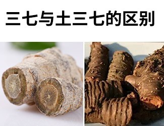 揭秘土三七和三七的差異性，警惕吃錯(cuò)易導(dǎo)致肝臟衰竭