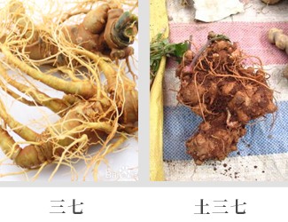 文山三七價格琳瑯滿目，當心三七和土三七區(qū)別