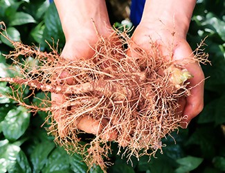 服用三七，也別忘了試試鮮三七