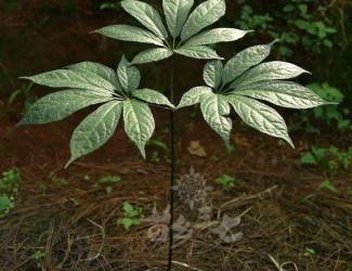 三七既止血又活血,這不是矛盾的嗎？多少劑量時(shí)三七發(fā)揮止血或活血？